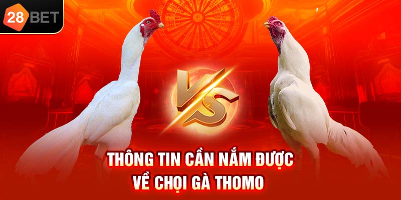 Thông tin cần nắm được về chọi gà Thomo